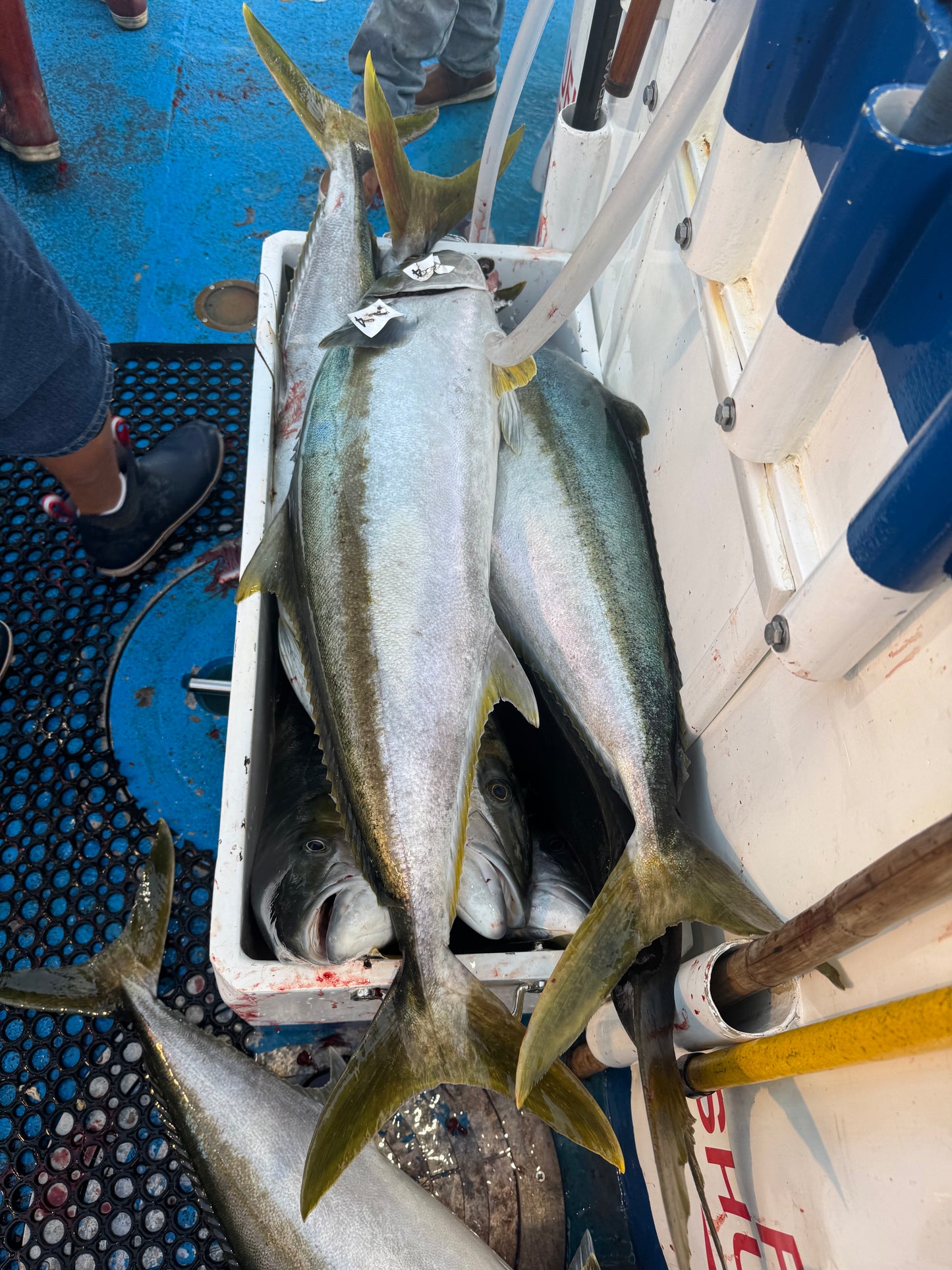 RS SUMMER FURY CHARTER 9/08